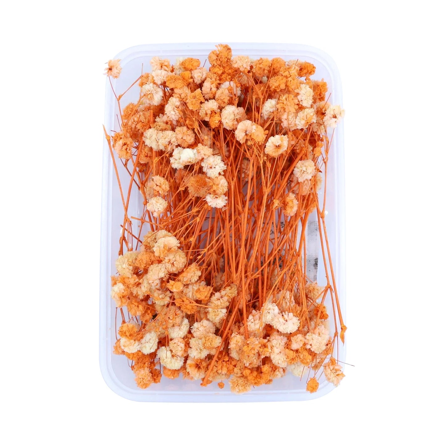 Orange Baby's Breath Flowers (Naturally Preserved)